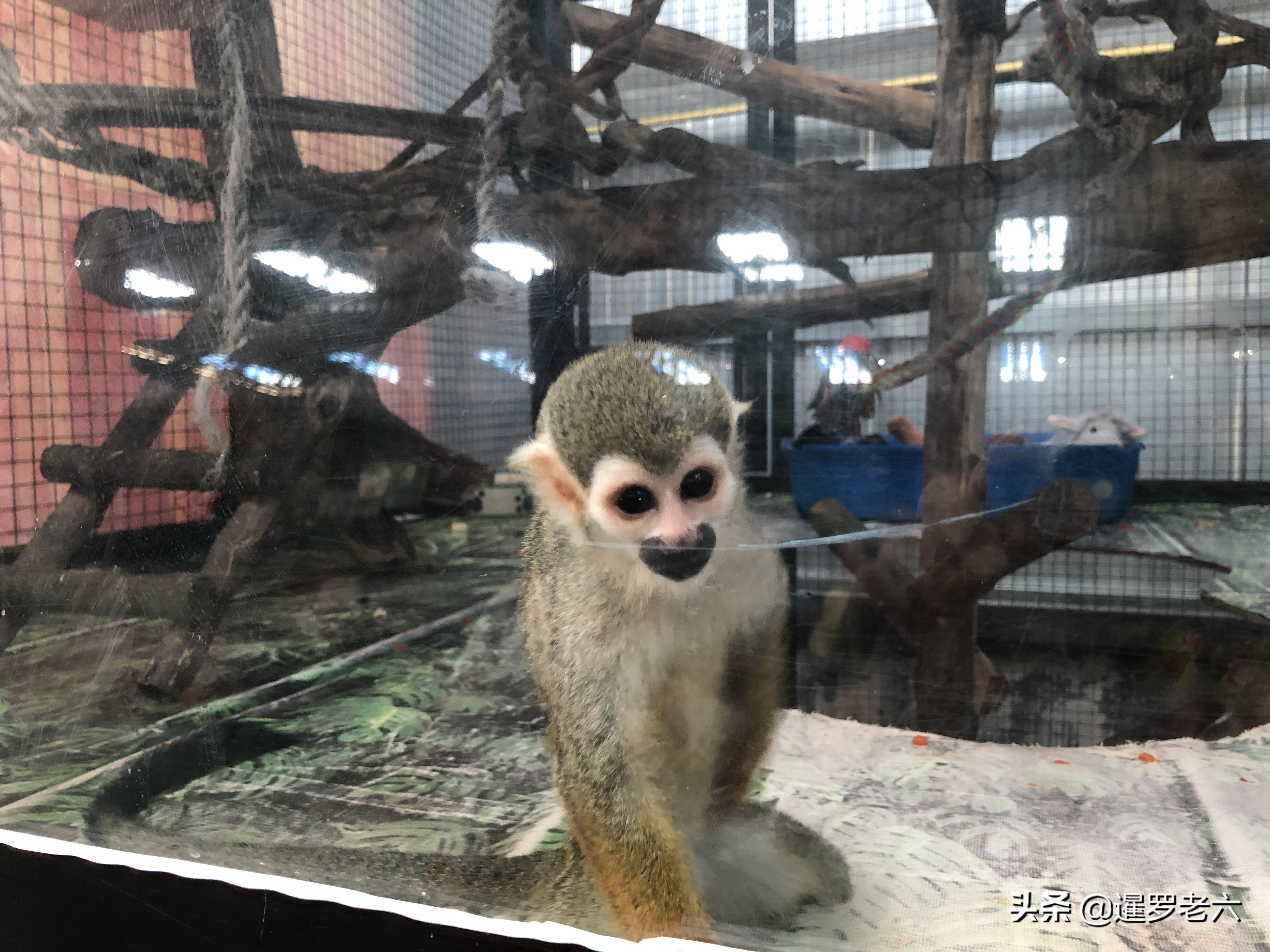 豚鼠多少钱芭堤雅有家怪物水族馆