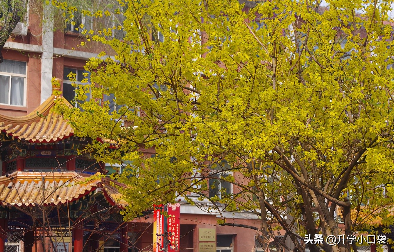 北京中医药大学被《世界医学院校名录》除名，对学生报考有何影响