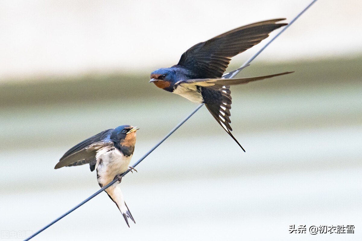 春分节气燕子诗:燕燕于飞,小燕子,穿花衣,年年春天来这里