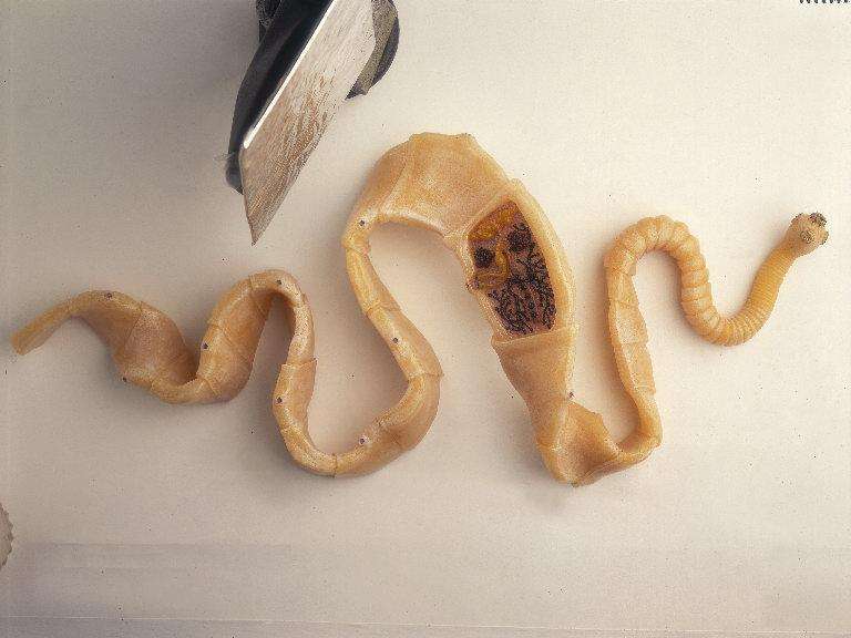 科学的角度分析下:"蒙古死亡蠕虫"的传说有可能吗?