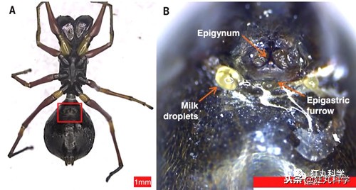 没想到蜘蛛也会产奶，喝一口会不会吐出丝来？