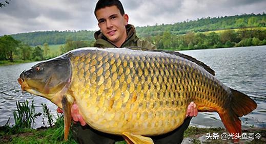 不止海洋中有"鲸落",淡水鱼类死亡后,下场更悲惨