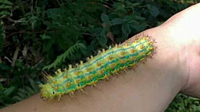 毛辣子图片(害虫洋辣子是什么) - 赤虎壹号