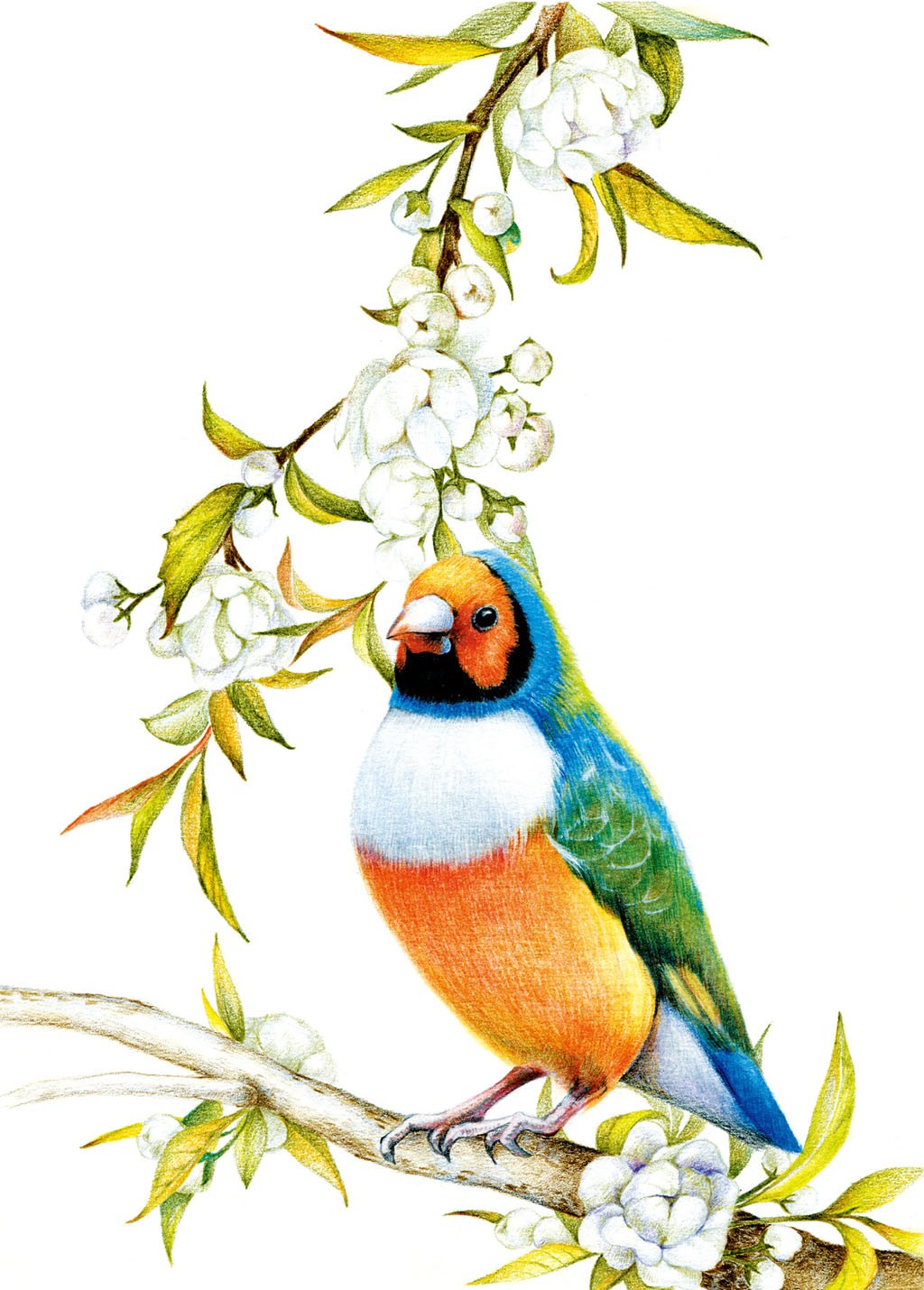 七彩文鸟画法:分步骤讲解绘画技法,初学者力求立体感,切忌平涂