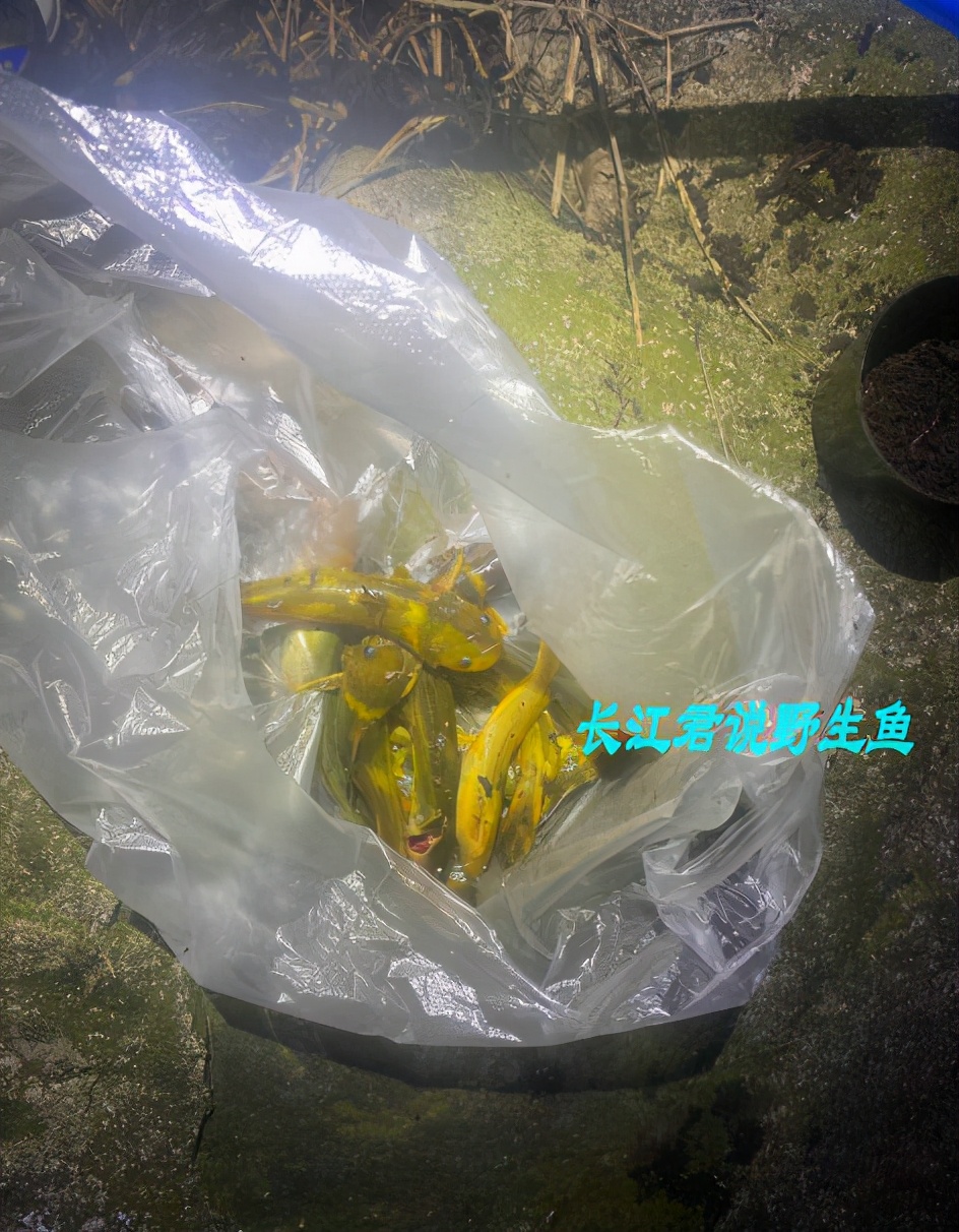 闽江还有这鱼？涨水后福建钓鱼人钓起许多牛尾巴，老乡：一百一斤