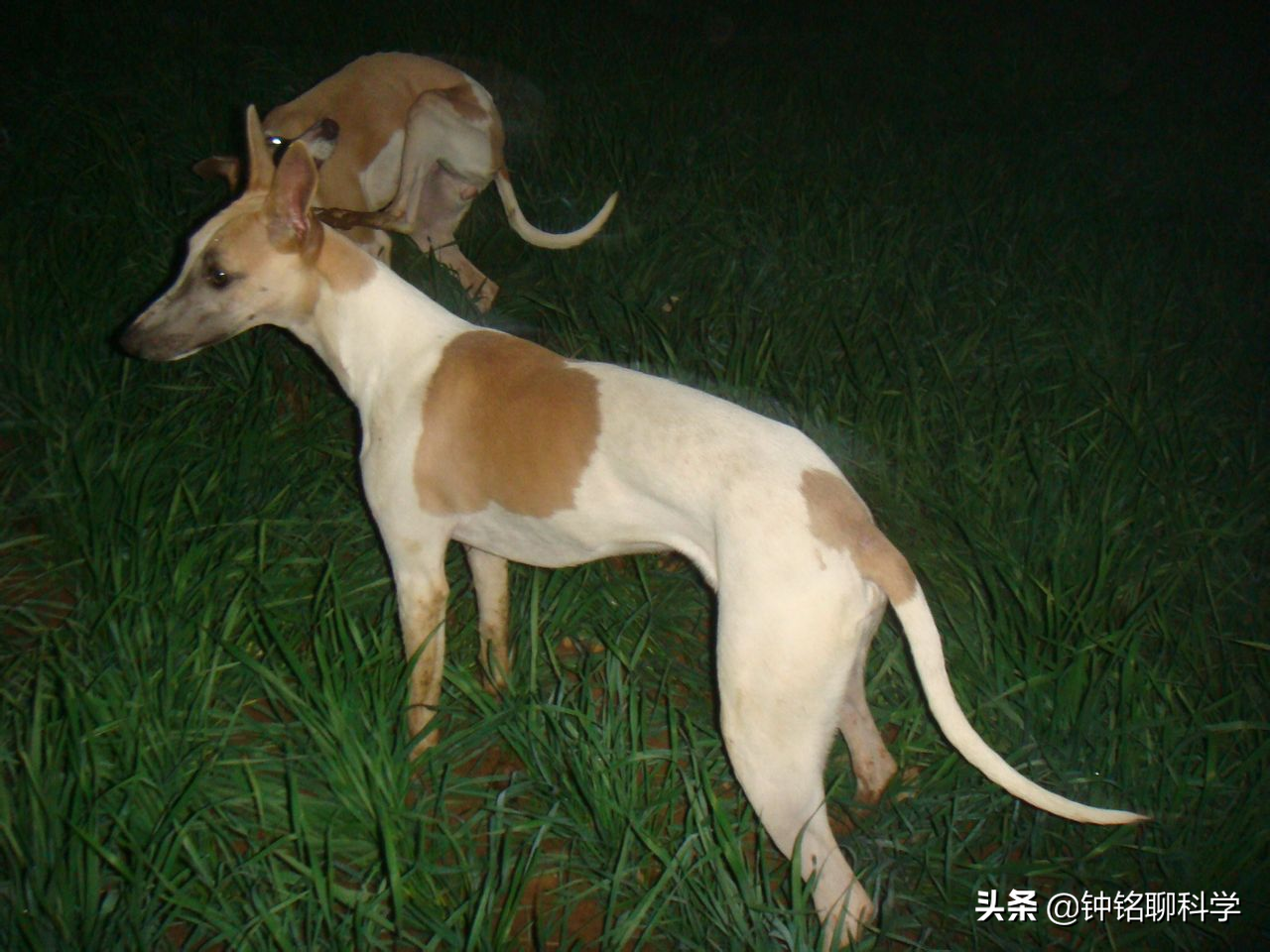 野豬怎么打,