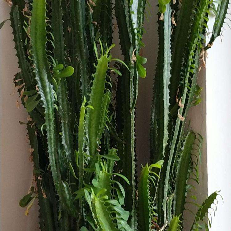 带刺的植物大全名称及图片(带刺的植物种类及图片及名称)