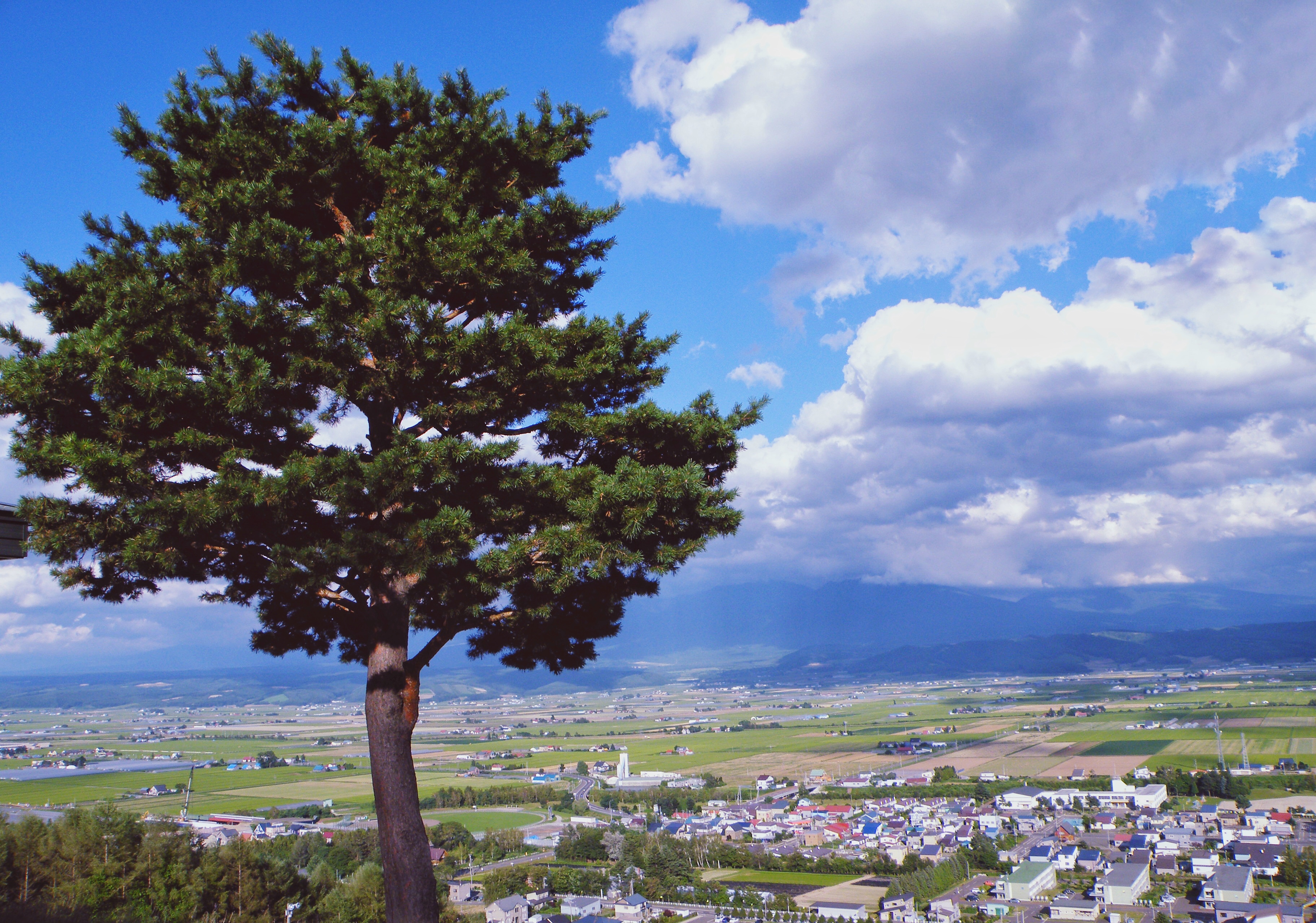 《非诚勿扰》让大众认识了唯美的北海道彩虹花海,我便跟随着电影找寻