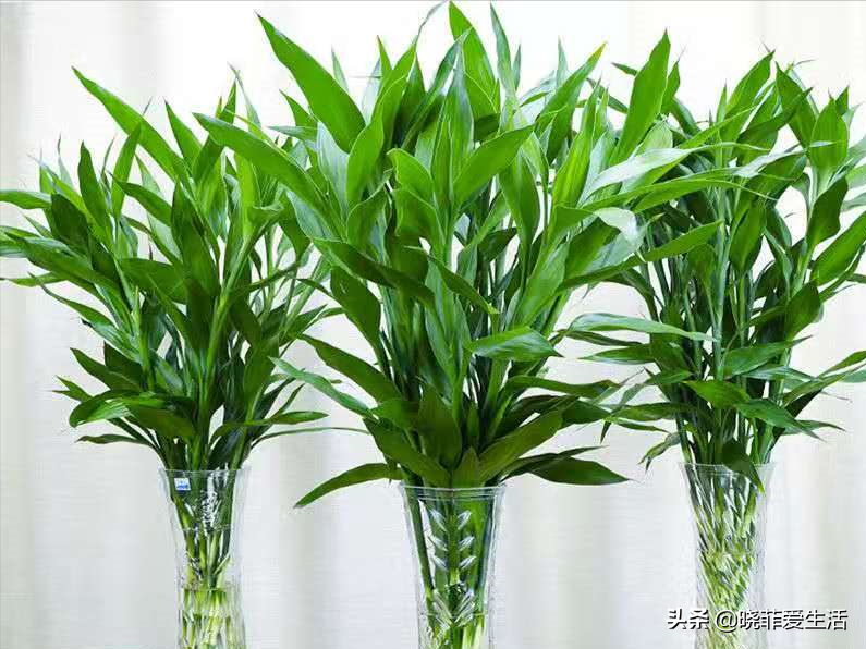 节节高升怎么养『节节高升怎么养才能更旺盛』