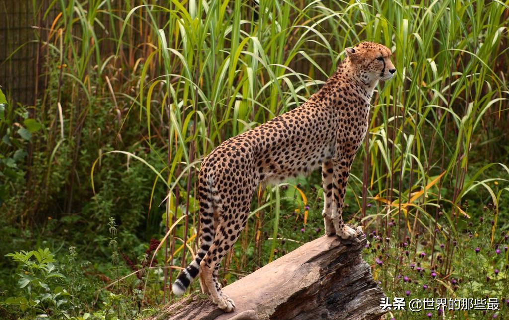 猎豹是怎么诞生的(这种猫科动物是猎豹的罕见变异，人类送了它一个霸气名字：王猎豹)