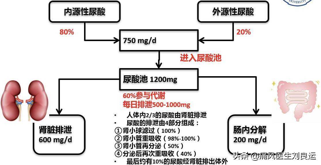 体检尿酸高不一定痛风发作，但你仍需了解血尿酸高的原因和危害