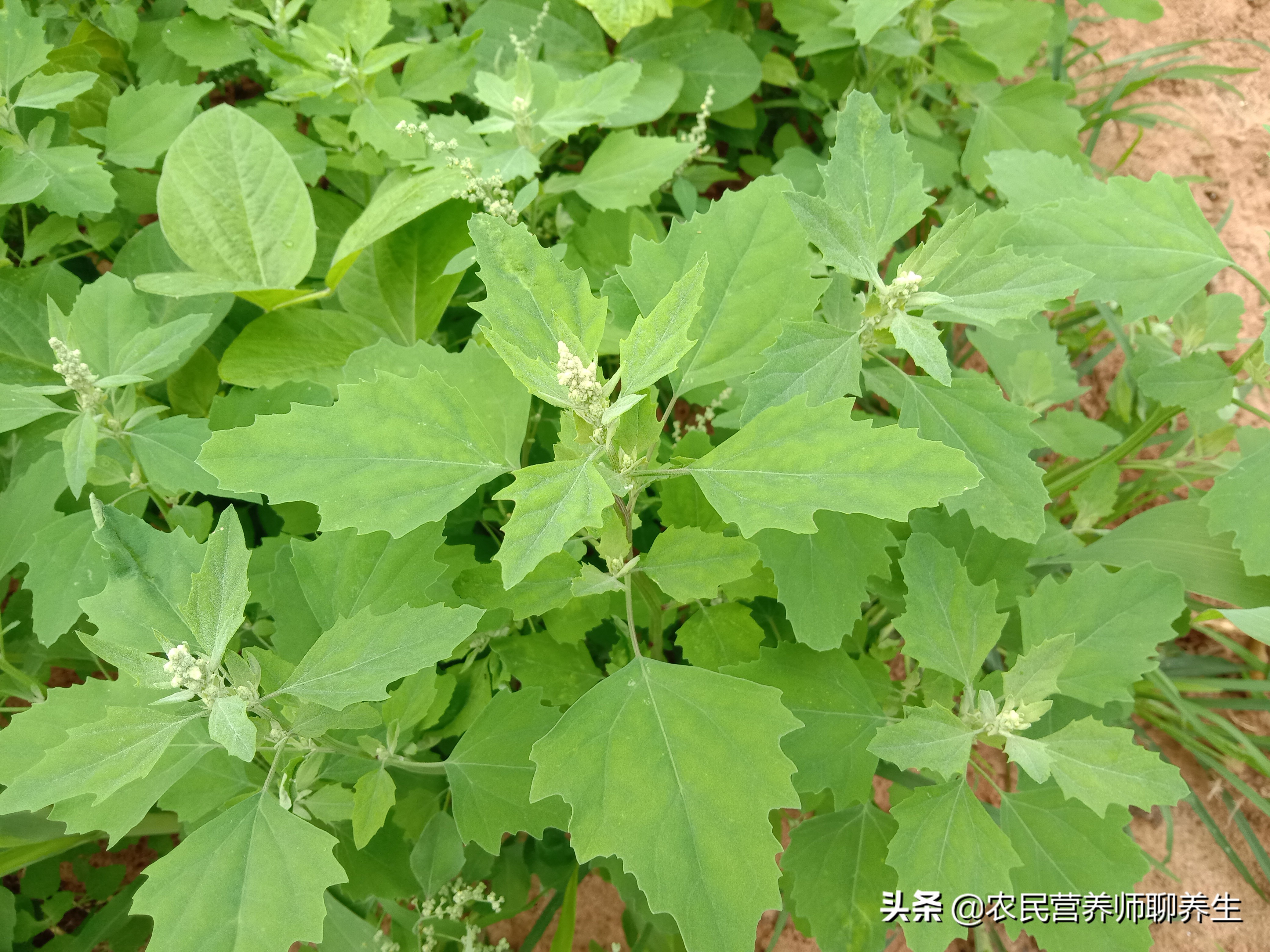 灰灰菜的用途(农村常见的灰灰菜,煮水洗澡厉害啦,好多人还不知道)