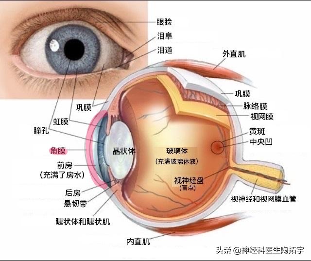 眼球包括眼球壁,眼内腔和内容物,神经,血管等组织.