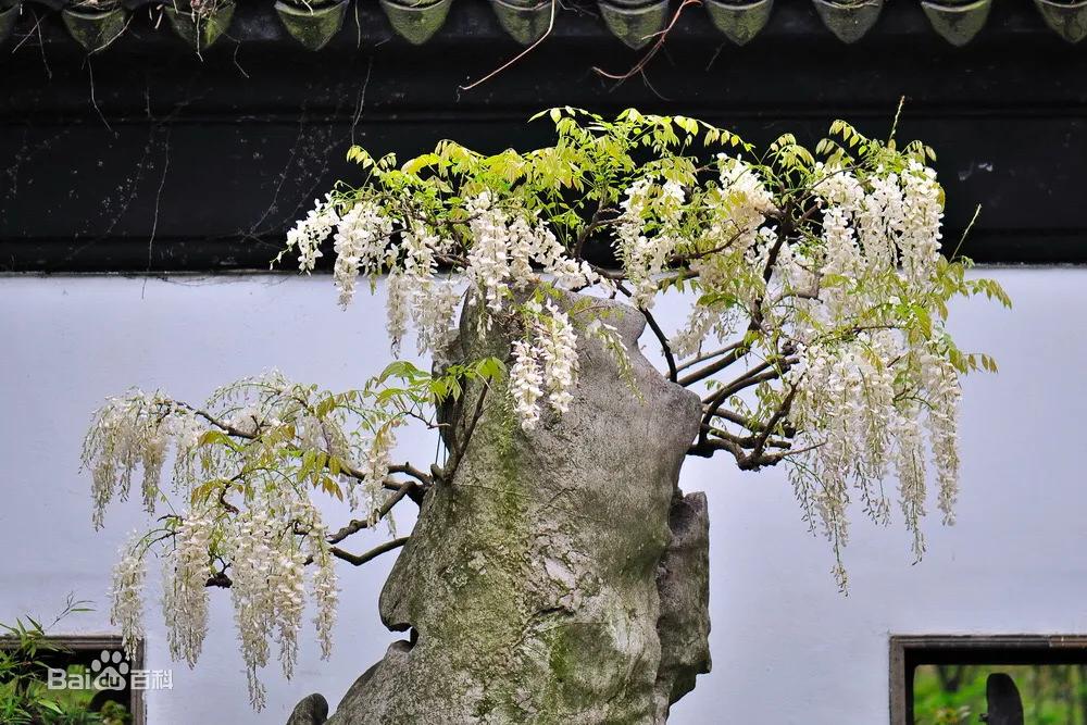 紫藤花五品種:紫藤,白玉藤,紅玉藤,多花藤,重瓣藤.