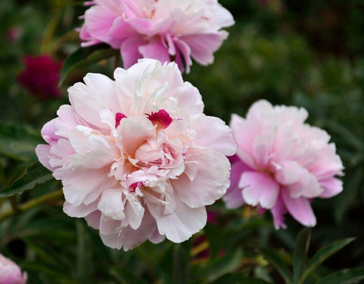 芍药：花大色艳、花型多变的芍药花，美艳极了