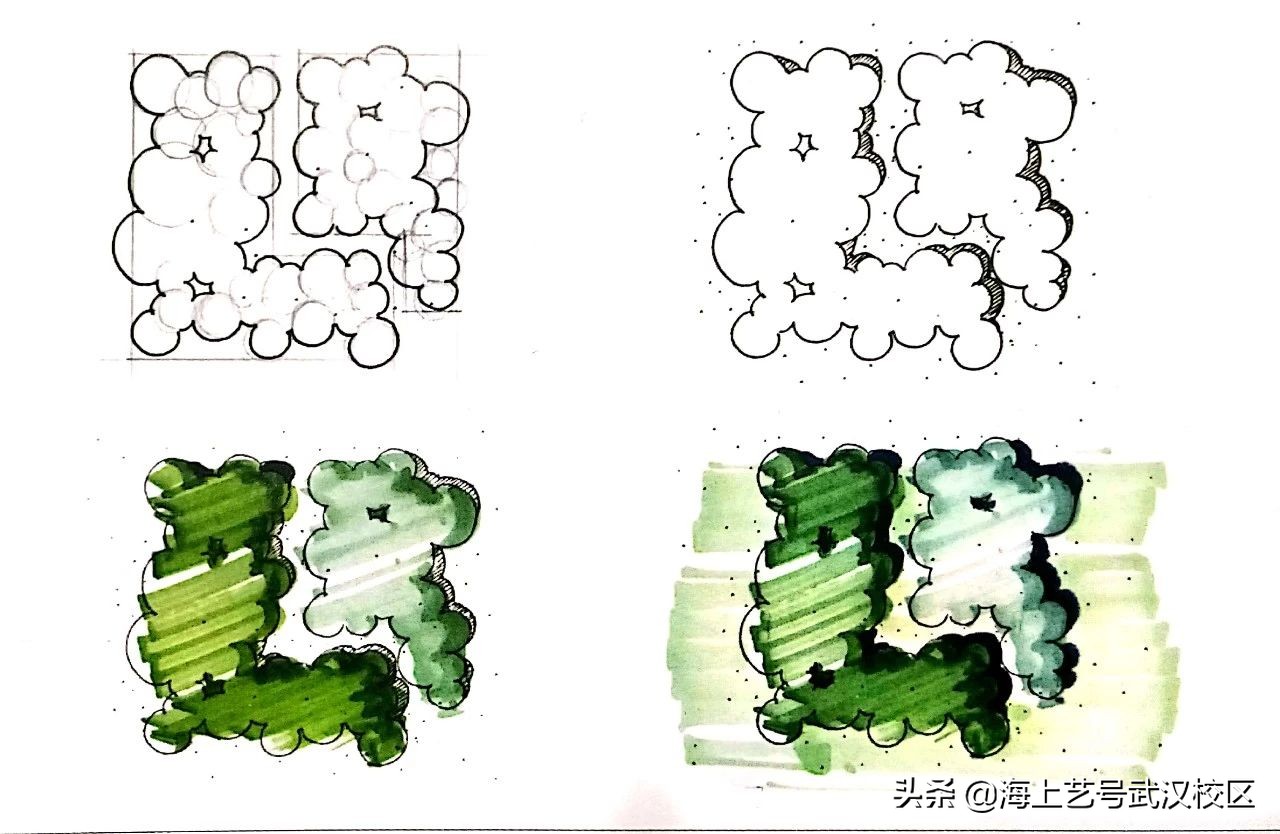 干货分享|植物的平面图画法