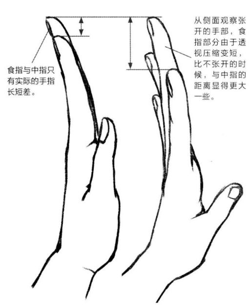 基础漫画入门-手部画法的解剖