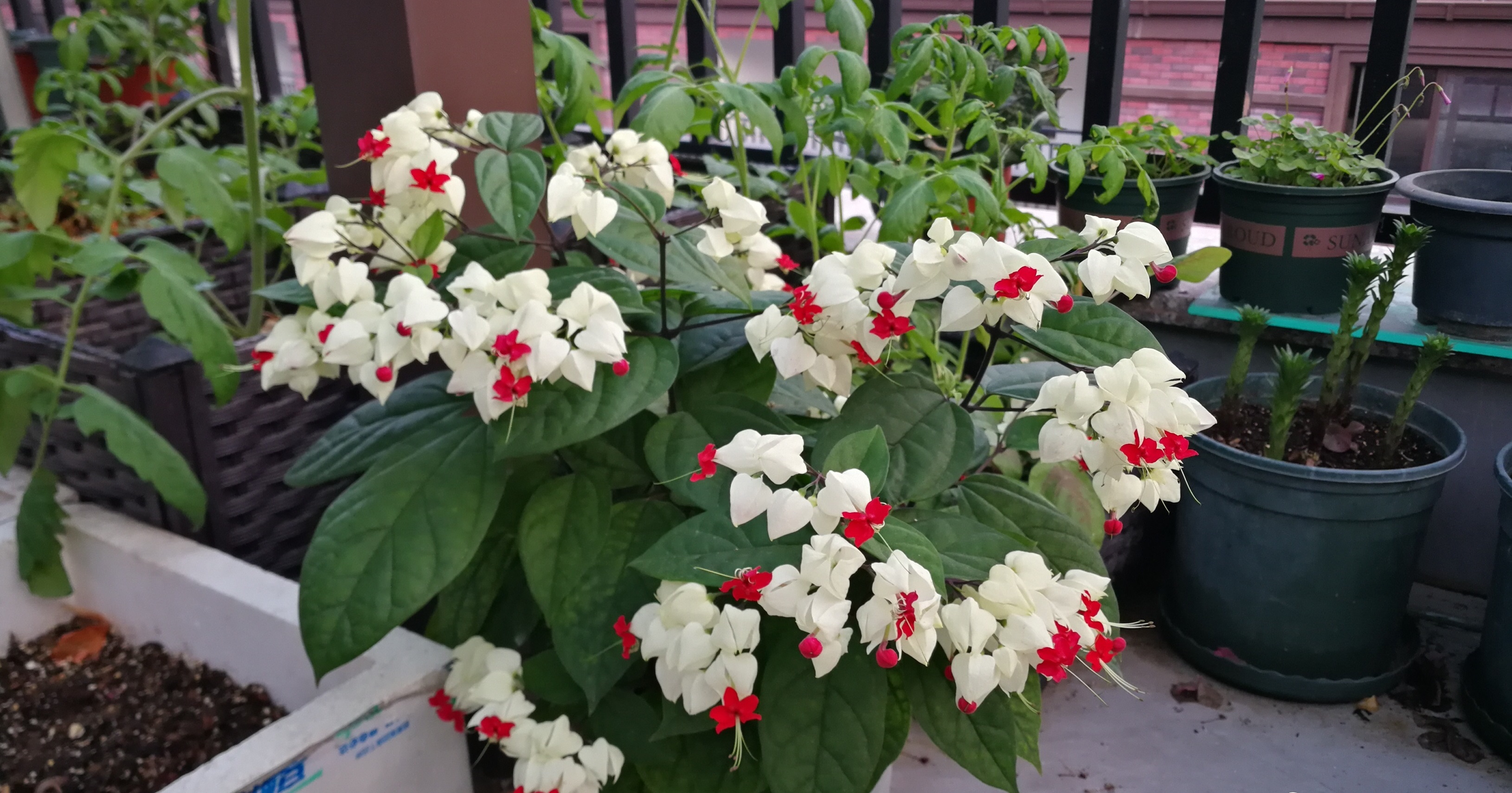 龙吐珠 阳台盆栽 新宠 好养易打理 观赏价值高 常年花开 花卉龙吐珠 佳辰