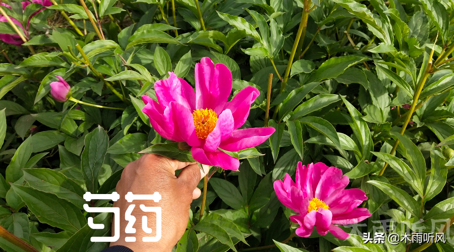 ҩͷֳҩ༼-Ʊ֪ʶѧϰ