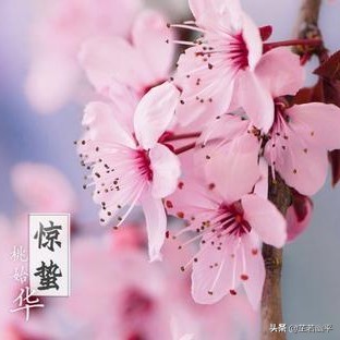 惊蛰 | 一雷惊鸣，万物始动；万卷春光，一缕明媚