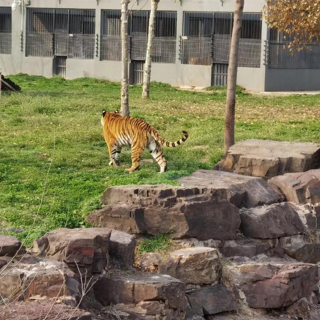 淮安動物園 淮安動物園熊貓-徐拾記官網