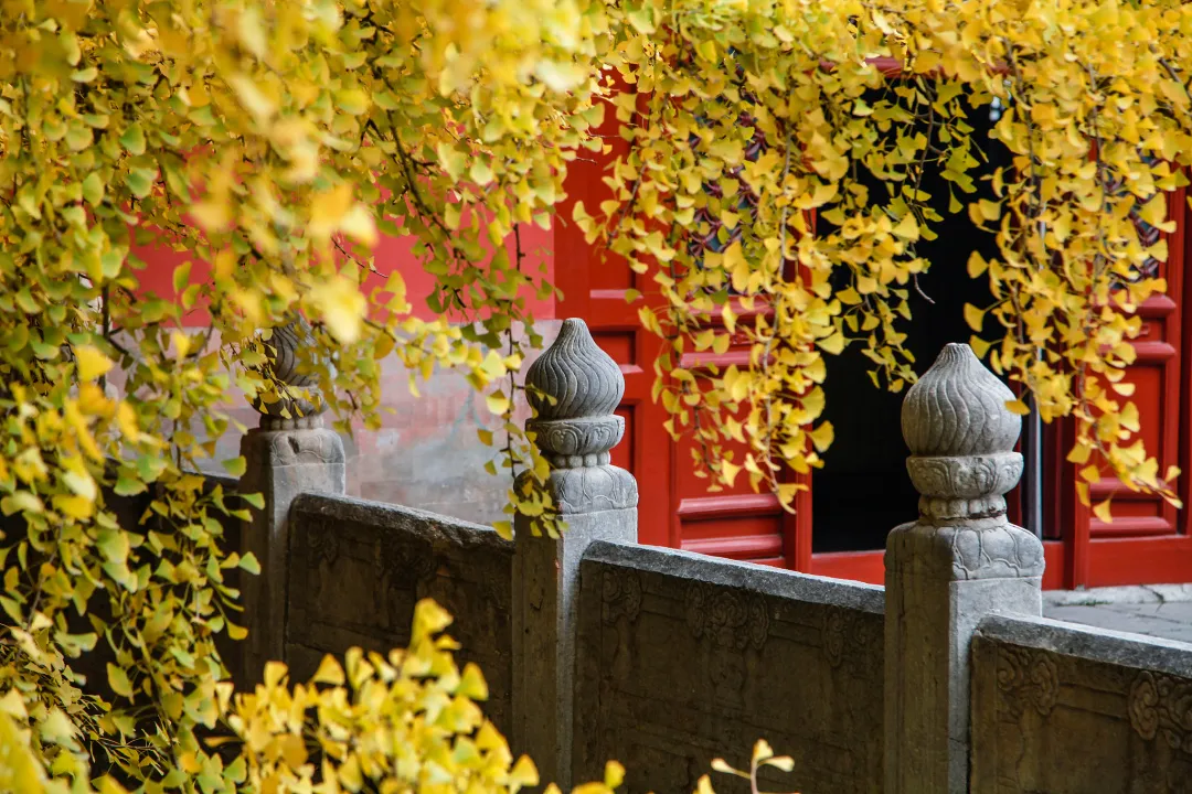 寒露：天寒露重，请君多添衣