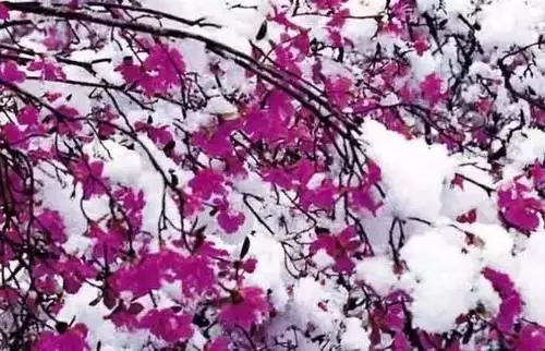 广州市市花是什么（全国56个城市的市花介绍）