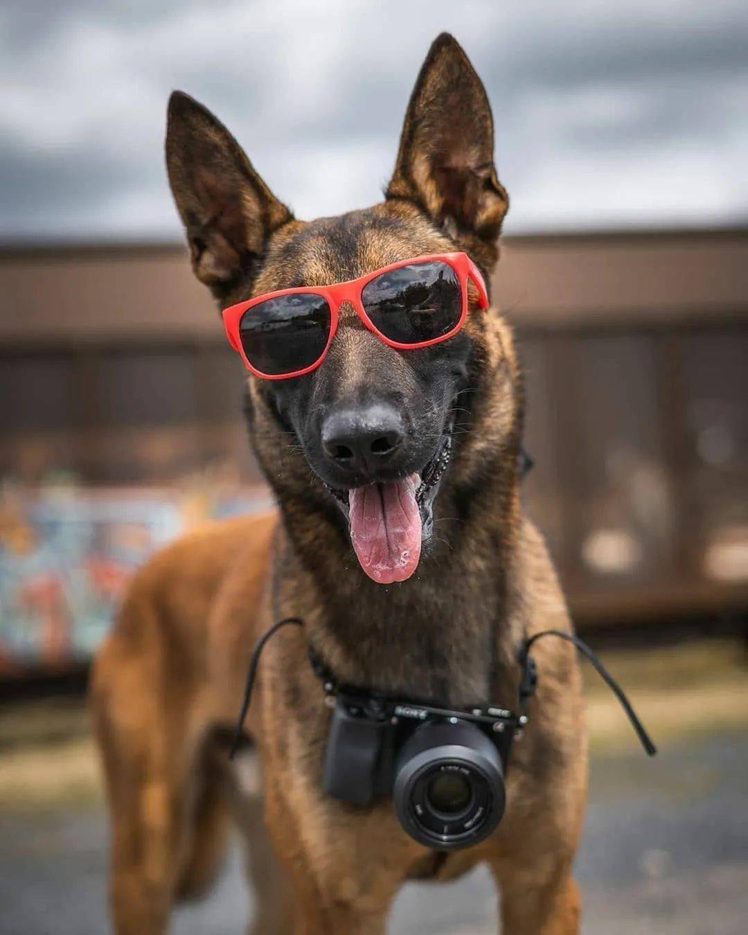 警犬界的新秀:马犬,一只让人不敢养的狗