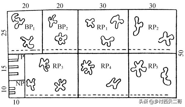 牛蛙的养殖技术（正确的牛蛙的养殖方法大全）