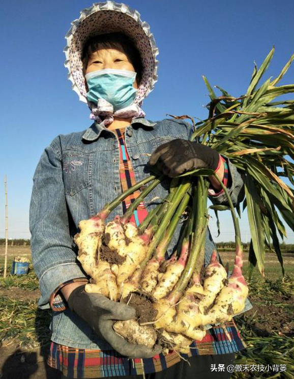 生姜(jiang)的种植方法（猕猴桃套种(zhong)生姜的种植方法）-大连信息网(wang)