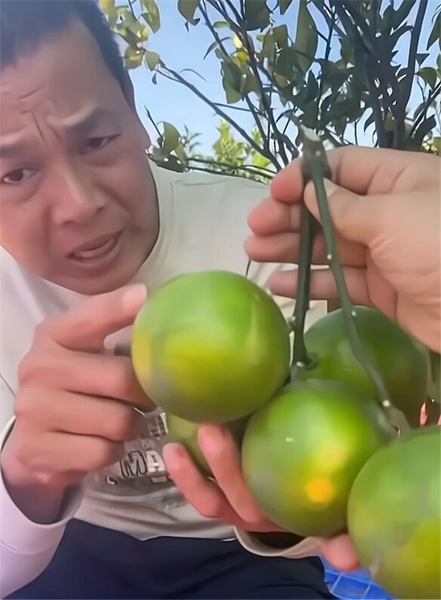 全红婵家橙子熟了！果子烂在地上，哥哥心疼想哭，网友想包场支持