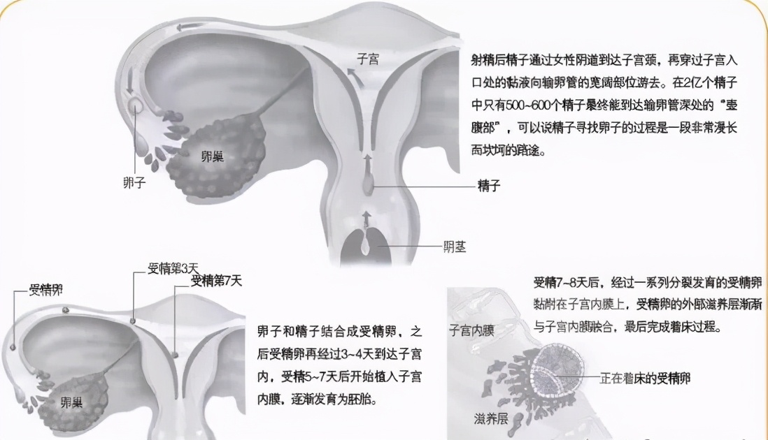 女子同房到怀孕图解