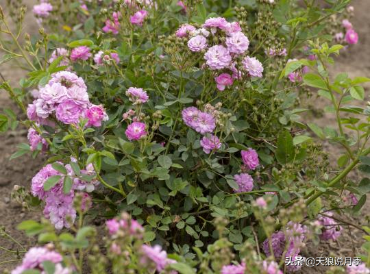 2020世界新品月季大赏，一起来看看都有哪些值得期待的新品种