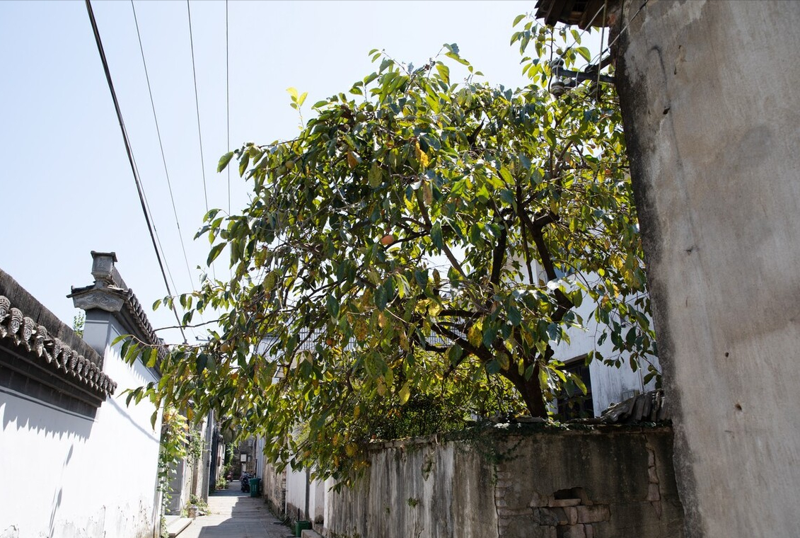 院子里种石榴树的禁忌（7种镇宅树有空地种一棵）