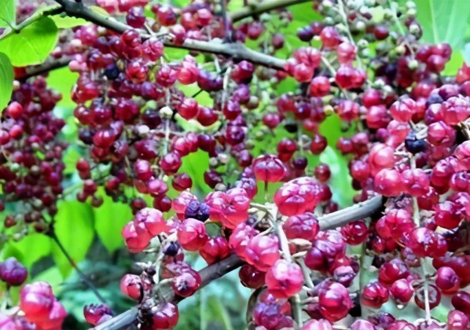 马桑泡酒的功效与作用(野果的故事) - 行就行