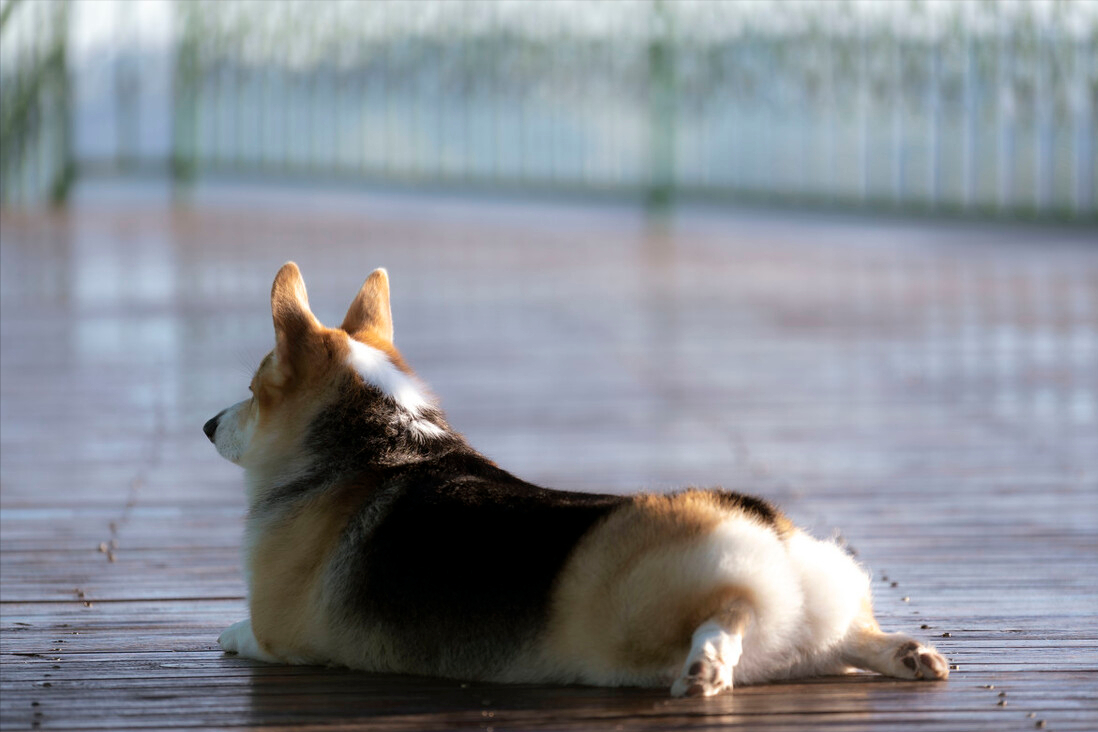 分享今日冷知识：柯基犬，原来你不止腿短臀肥