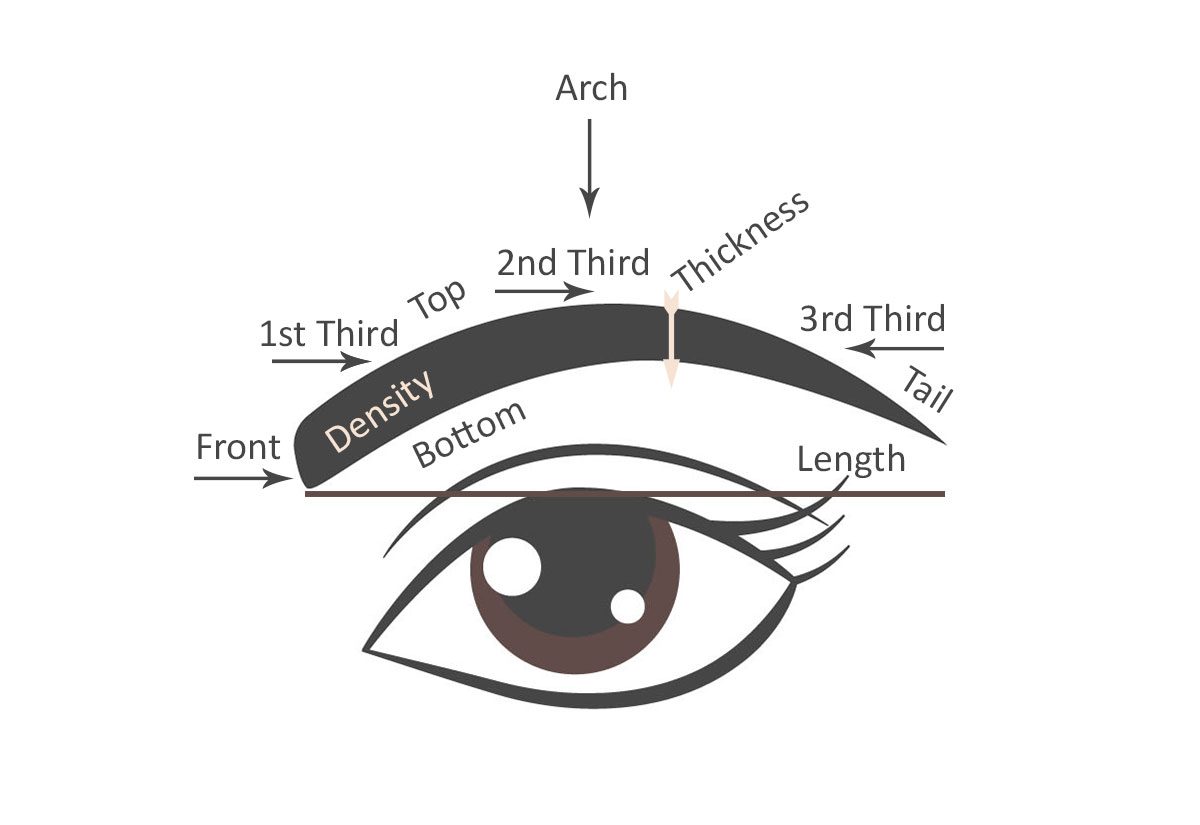 如何像专业人士一样修眉，常见眉形的整理