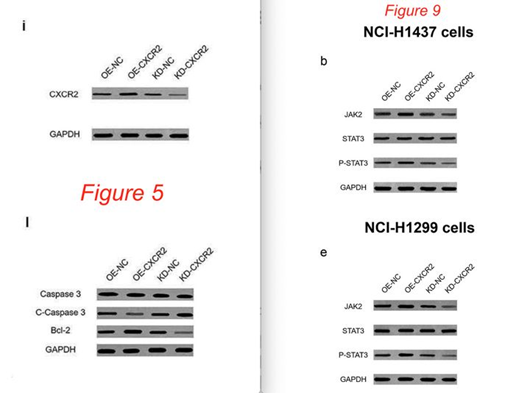西安市胸科医院和西安交通大学第二附属医院发表的SCI论文被质疑