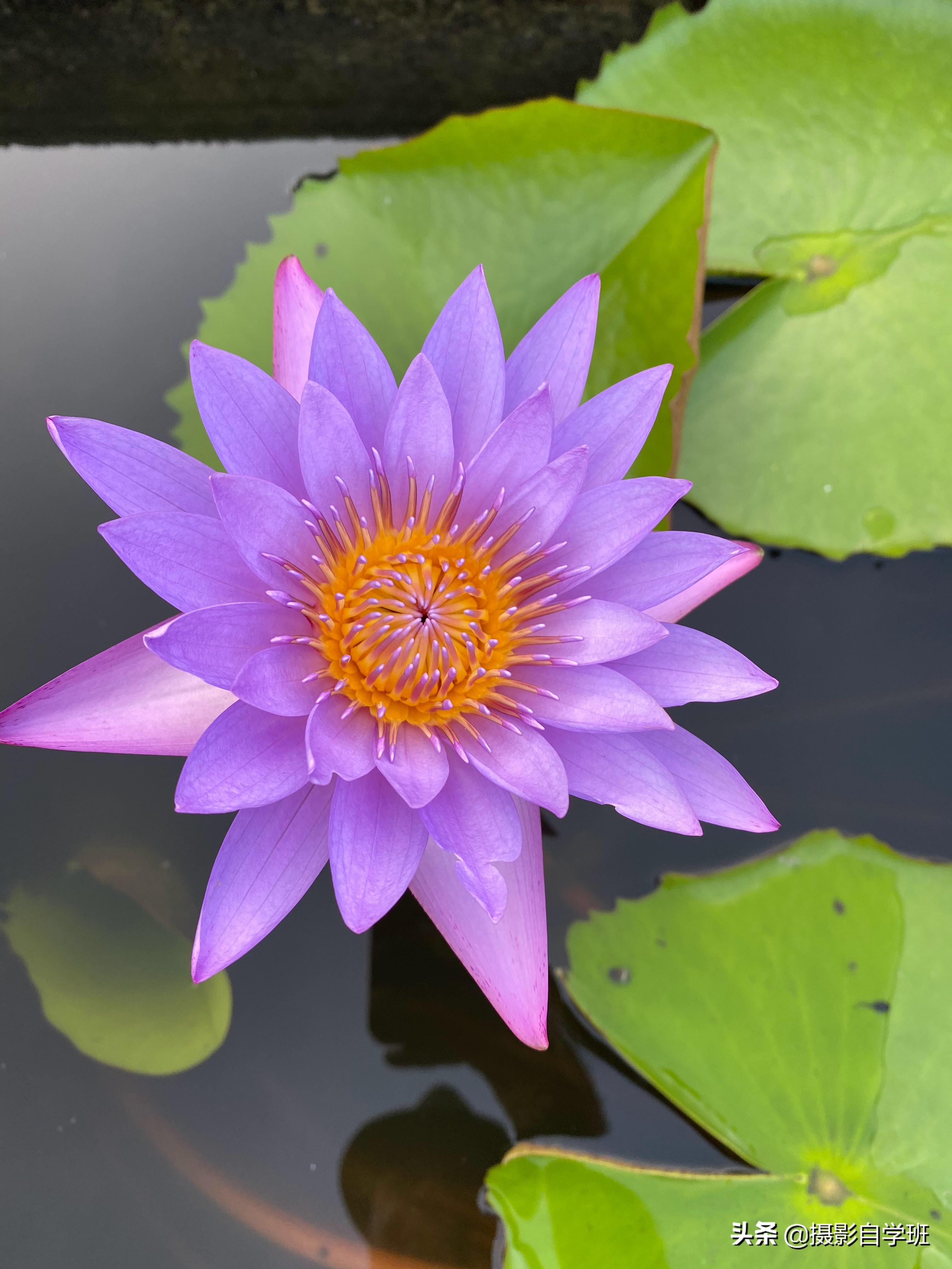 莲花的图片(6张荷花照片点评) - 赤虎壹号