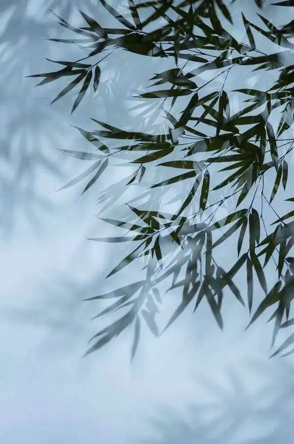 苏轼最妙的百字小文，初看平淡，再看惊艳，让人向往一千年