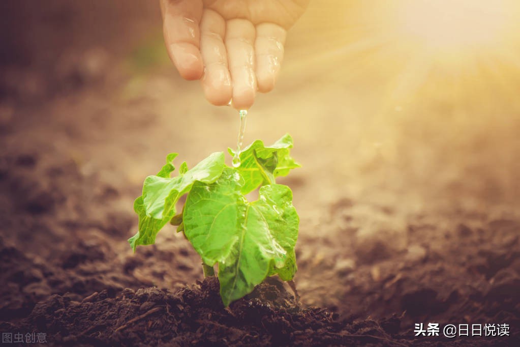 陋室一抹绿，怡情怡景更怡心