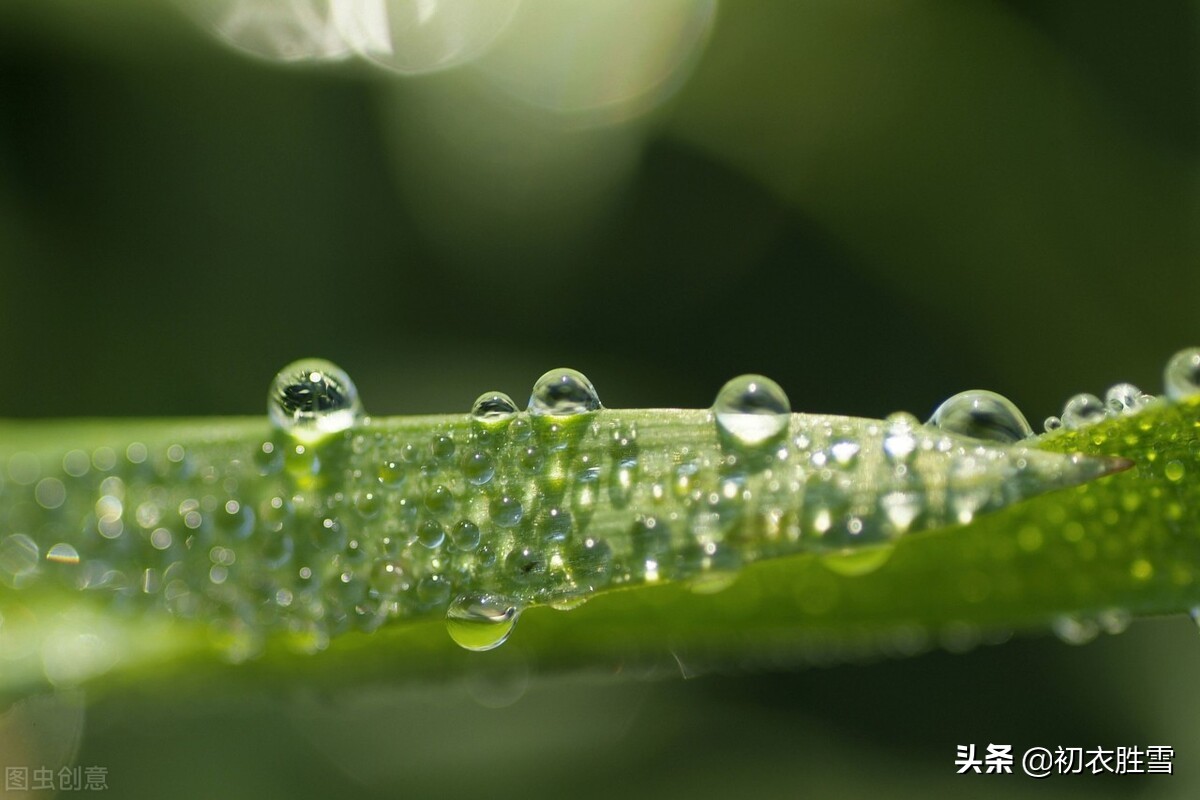 可怜九月初三夜下一句是什么（可怜九月初三夜下一句是什么季节）-第6张图片-科灵网