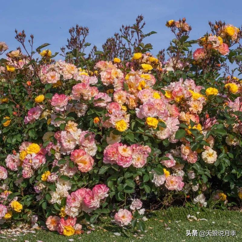 2020世界新品月季大赏，一起来看看都有哪些值得期待的新品种