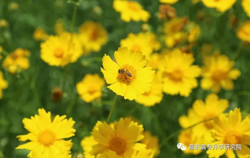 河南机电职业学院