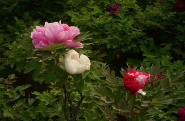 100种名贵牡丹鉴赏 绘画好素材（报花名）