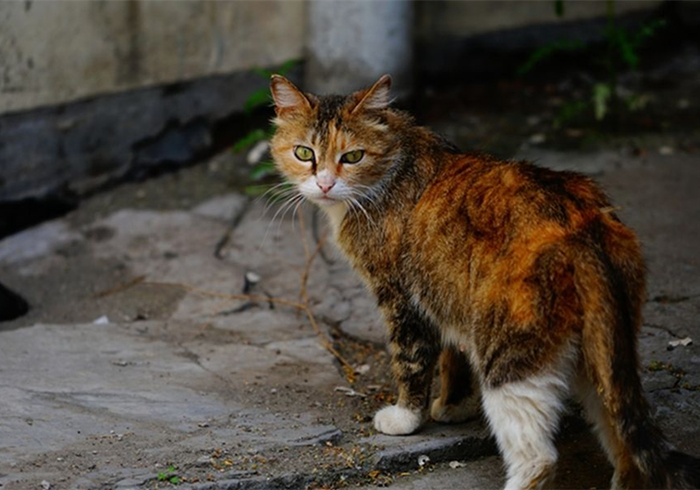 遇见流浪猫可以喂什么（没有猫粮的情况下喂猫吃什么）-第9张图片-巴山号