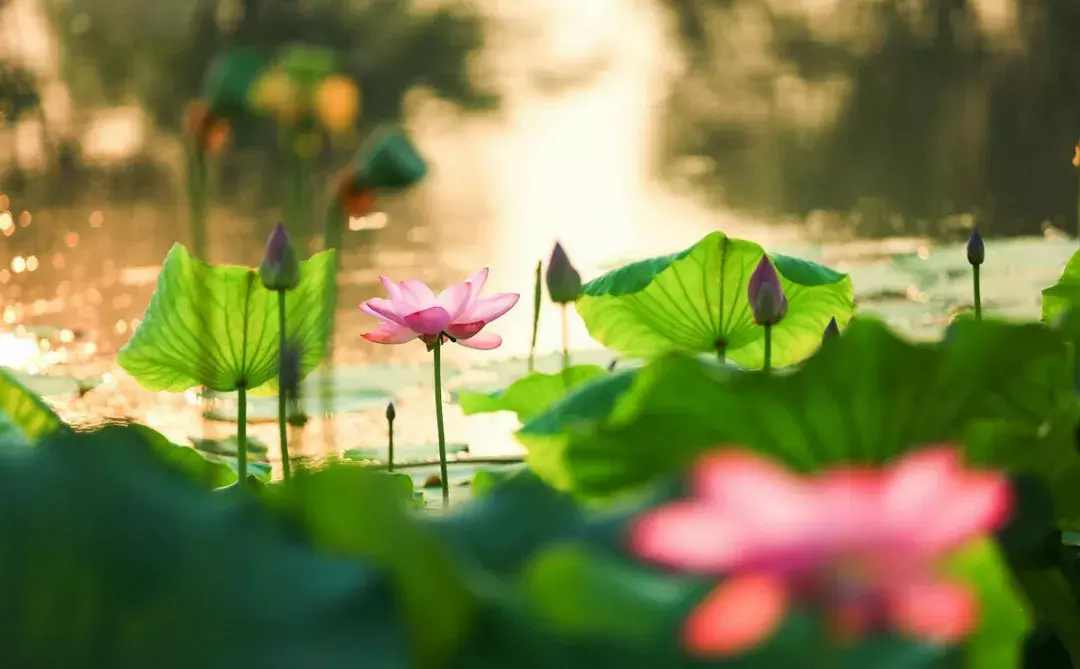 开学了，去青岛最美大学去逛一逛吧，个个堪比5A级景区