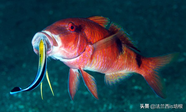 杀熟、欺善怕恶、做表面工作，这条小鱼掌握了全套市井伎俩