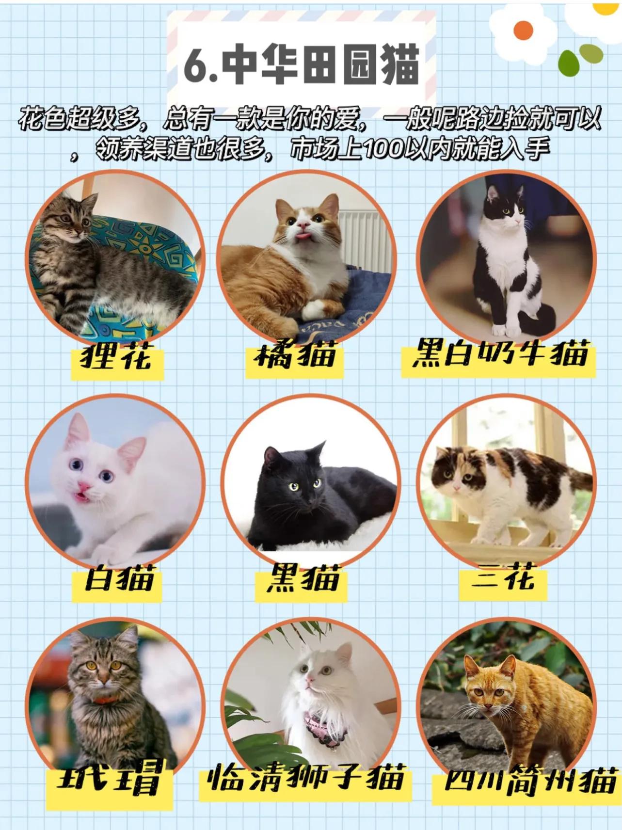 虎斑貓價格,寵物虎斑貓價格