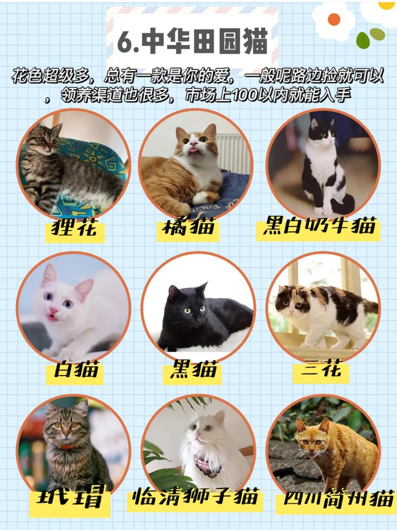 虎斑猫价格,宠物虎斑猫价格